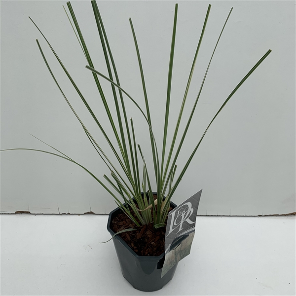 <h4>Cortaderia sell. 'Mini Silverpampas' P17 (2ltr)</h4>