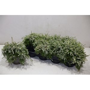 Callu G G Rasta White