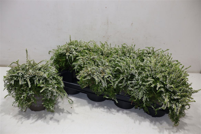 <h4>Callu G G Rasta White</h4>