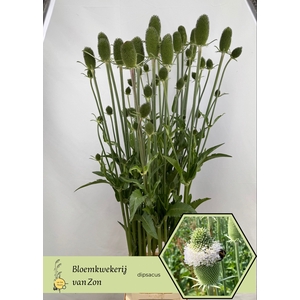 DIPSACUS