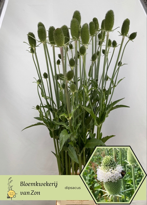 <h4>DIPSACUS</h4>