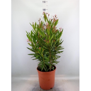 Nerium oleander   ...