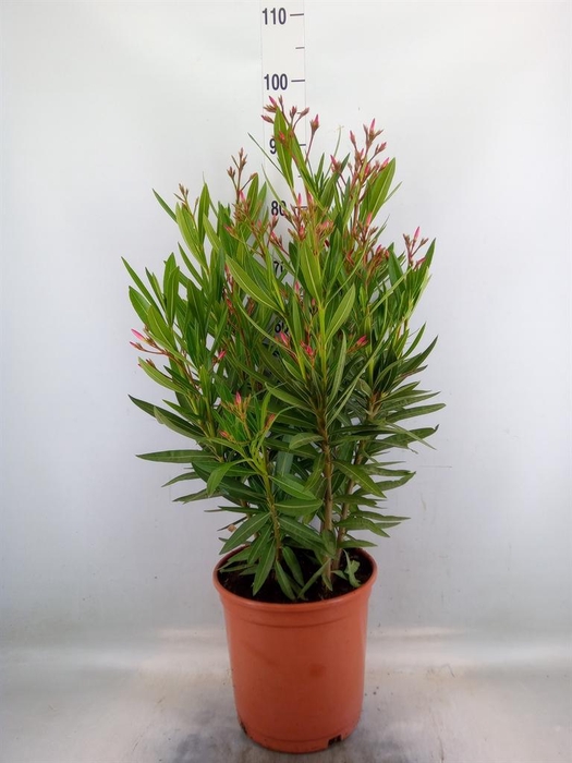 <h4>Nerium oleander   ...</h4>