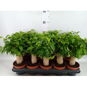 Ficus benja. 'Natasja'