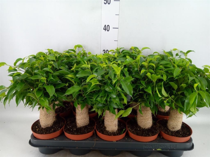 <h4>Ficus benja. 'Natasja'</h4>