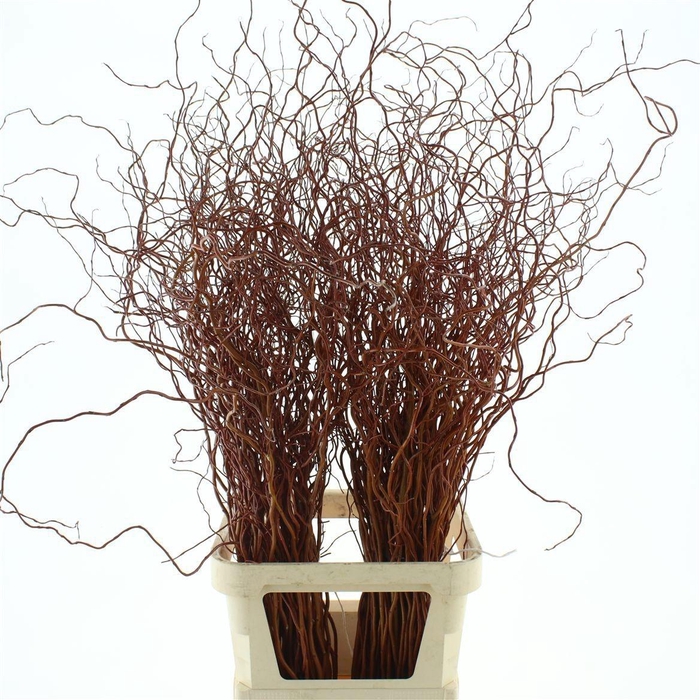 <h4>SALIX GOLDEN CURLS</h4>