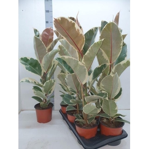 Ficus elas. Tineke