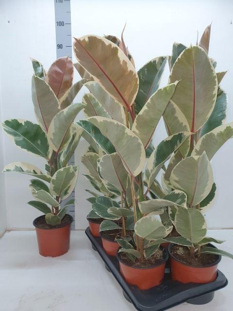 <h4>Ficus elas. Tineke</h4>