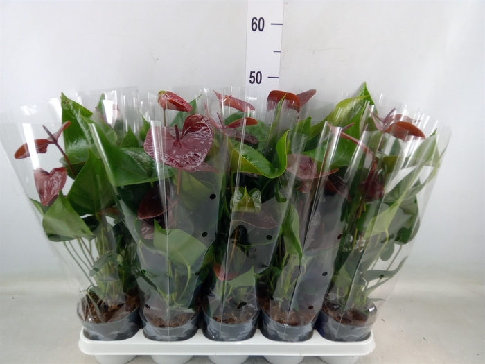 <h4>Anthurium  'Black Love'</h4>