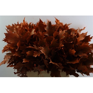 Quercus Rubra Frosted Orange