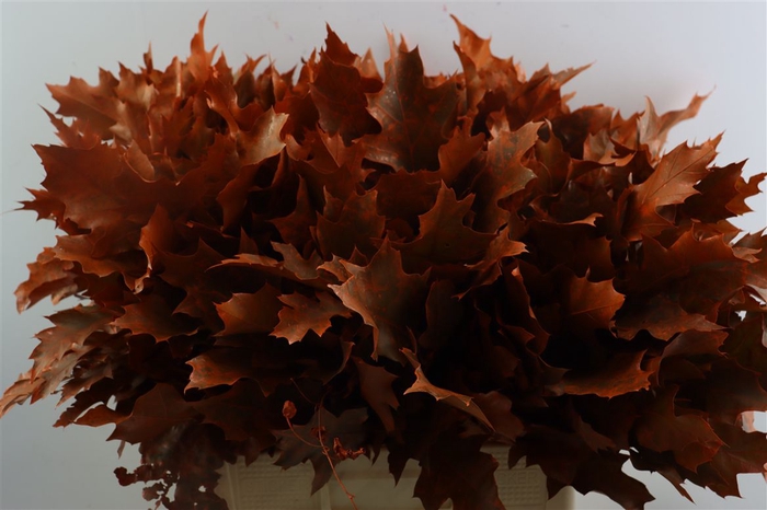 <h4>Quercus Rubra Frosted Orange</h4>