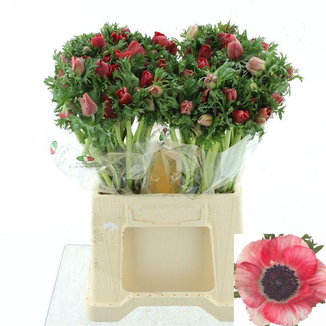 <h4>ANEM CO MIS + RED</h4>