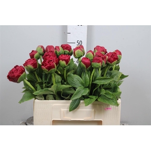 Paeo Henry Bockstoce