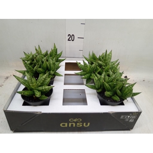 Sansevieria   ...