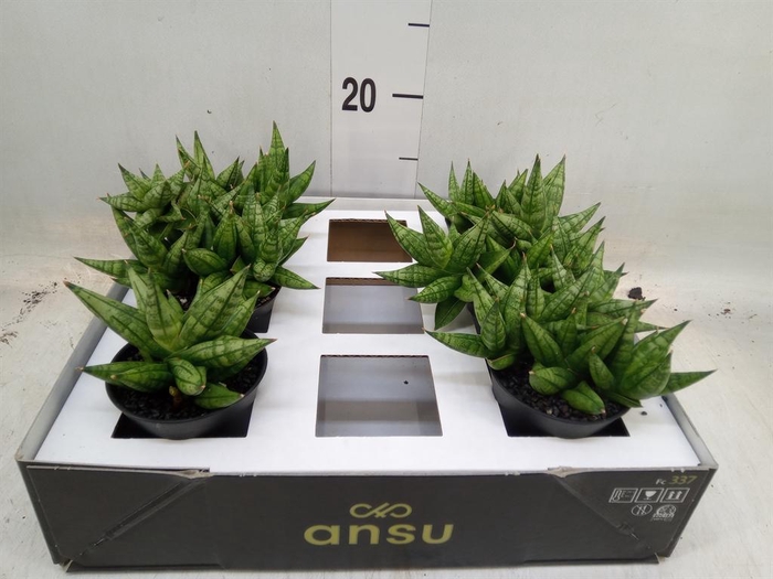 <h4>Sansevieria   ...</h4>