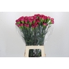Dianthus St Bernard