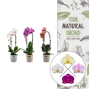 Christmas | 1 spike Cascade mix | Isabel keramiek