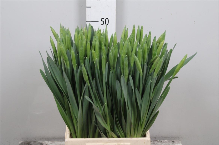 <h4>Narc T Dutch Master</h4>