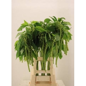 Amaranthus  Hang Cycloop Clover
