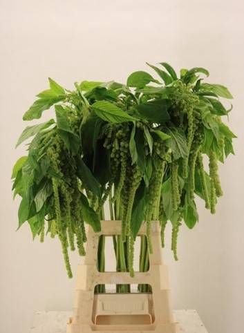 <h4>Amaranthus  Hang Cycloop Clover</h4>