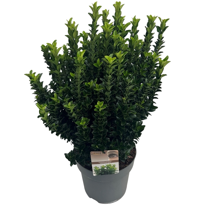 <h4>Euonymus jap. 'Green Spire' (Jean Hugues) sense</h4>