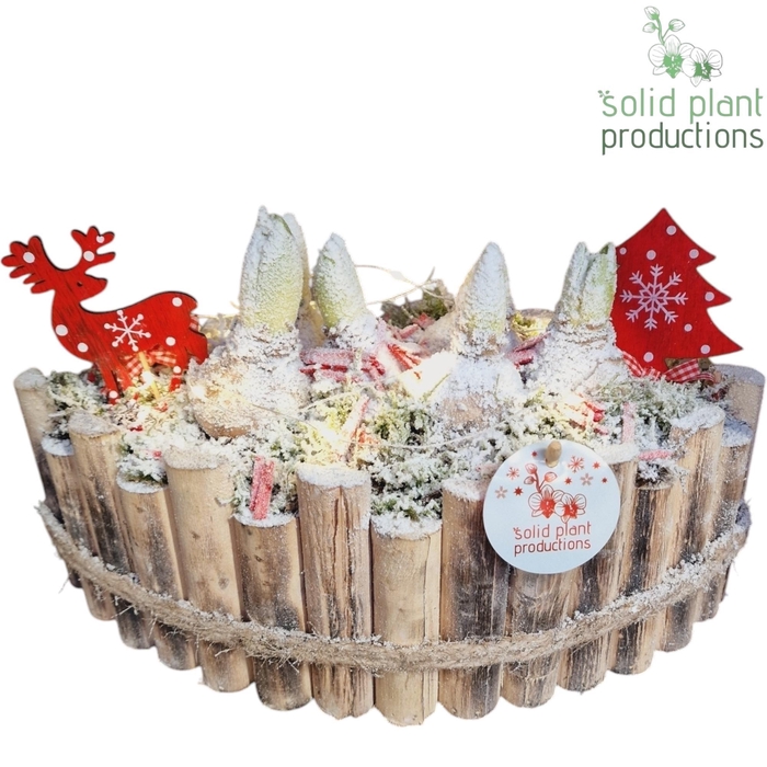 <h4>HXH006 Napoli Large Hyacint +LED</h4>