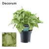 Syngonium White Butterfly Feel Green (Decorum)