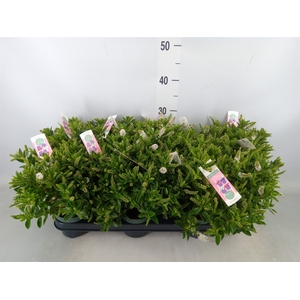 Hebe  'Hebepetita White'