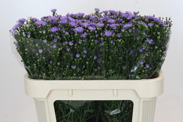 <h4>Aster Cassandra</h4>