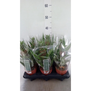 Ananas  'Rosita'