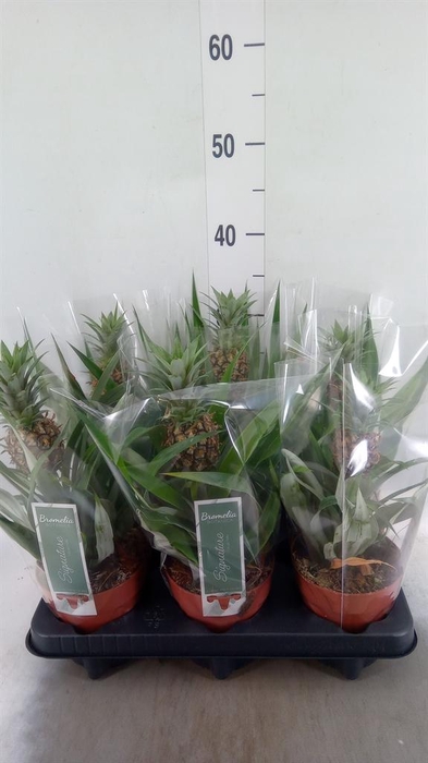 <h4>Ananas 'Rosita'</h4>