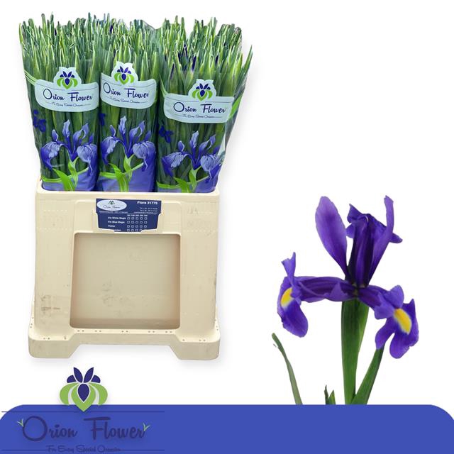 <h4>IRIS BLUE MAGIC</h4>