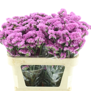 Limonium St Pink Birds X50