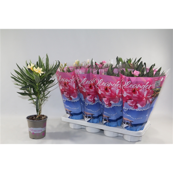 <h4>Oleander enkelbloemig 4+ "Enjoy the Summer®" in design hoes</h4>