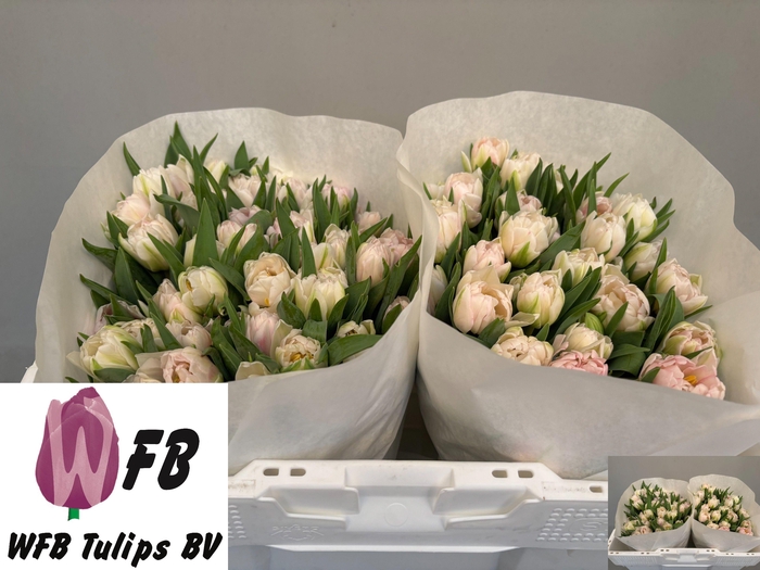 <h4>TU DU FOXTROT</h4>