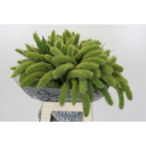 Setaria Italica Volle Melk