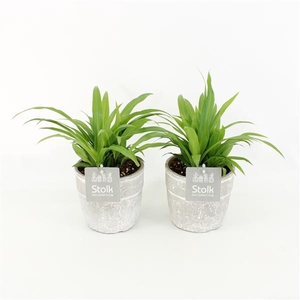 Chlorophytum Lemon in Stone Look Pot