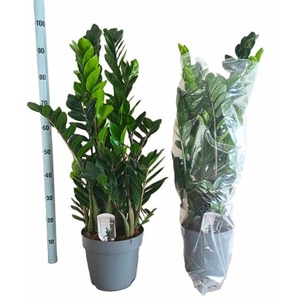 ZAMIO ZAMIIFOLIA