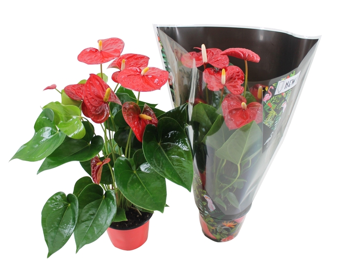 <h4>Anthurium XL.9 Jambo Red 14cm in junglehoes</h4>