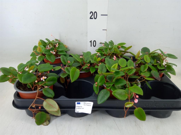 <h4>Begonia BD   ...</h4>