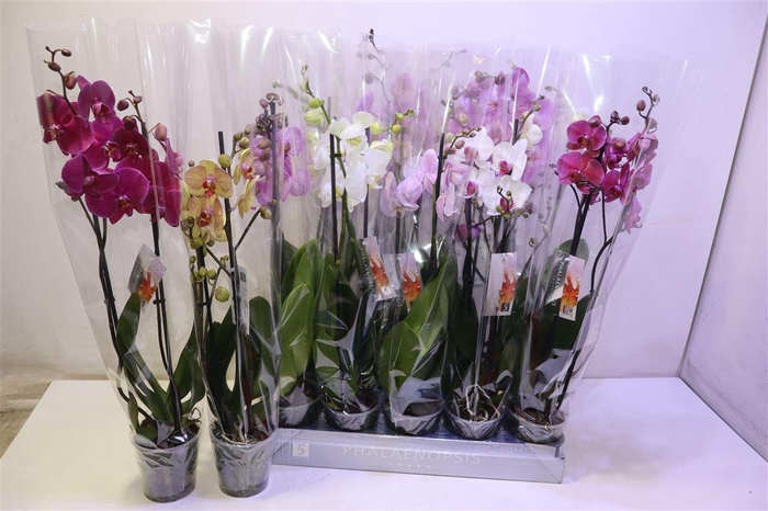 <h4>Phal Gem 8 Kl</h4>