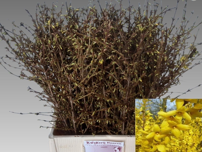 <h4>FORSY I SPECTABILIS</h4>