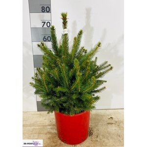 PICEA PU GLAUCA