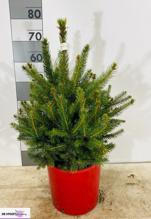 <h4>PICEA PU GLAUCA</h4>