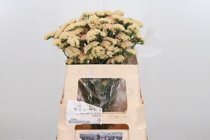 <h4>Lim S Sin Ho Apricot</h4>