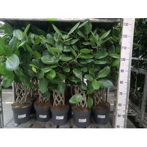 Ficus benghalensis 'Audrey'
