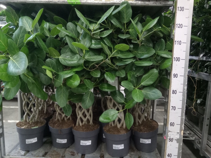 <h4>Ficus benghalensis 'Audrey'</h4>
