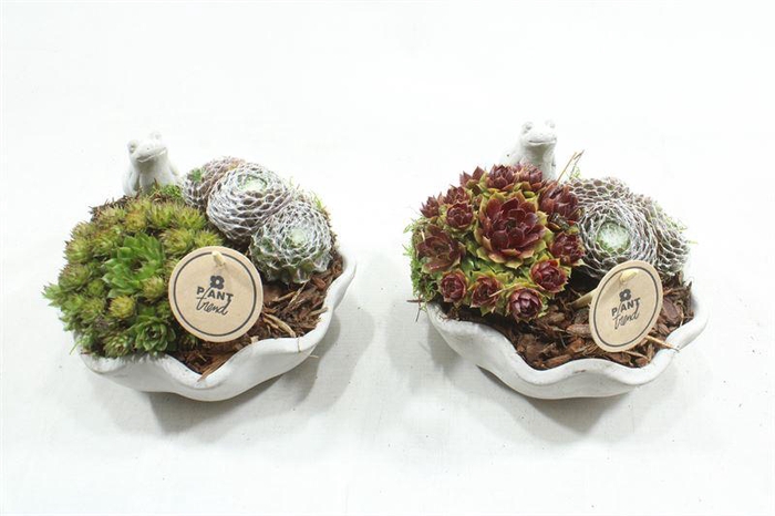 <h4>4424 DRINKSCHAAL KIKKER SEMP</h4>