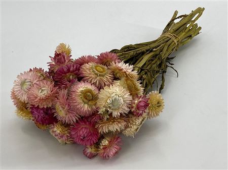 <h4>Dried Helichrysum Pink P Bunch</h4>