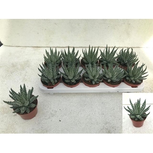 ALOE HUMILIS